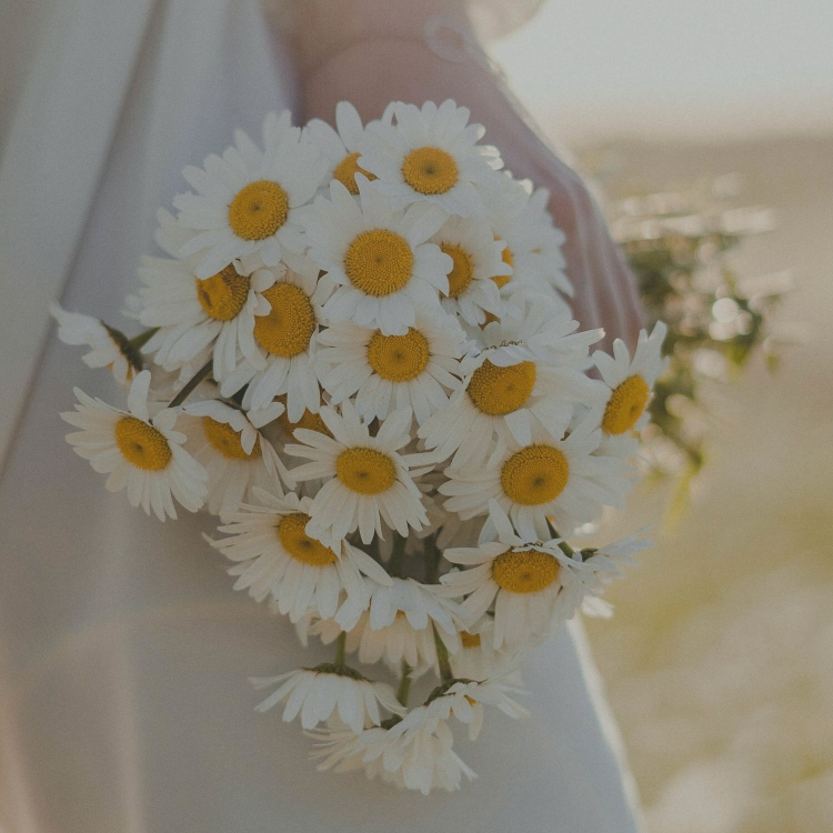 mano femenina con ramo de novia de margaristas estilo campestre