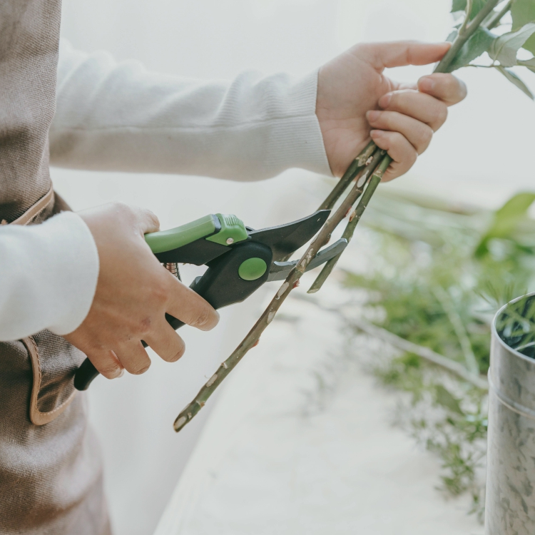 manos cortando tallos de flores